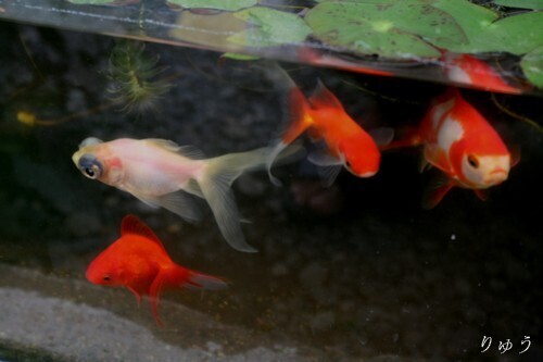 金魚
