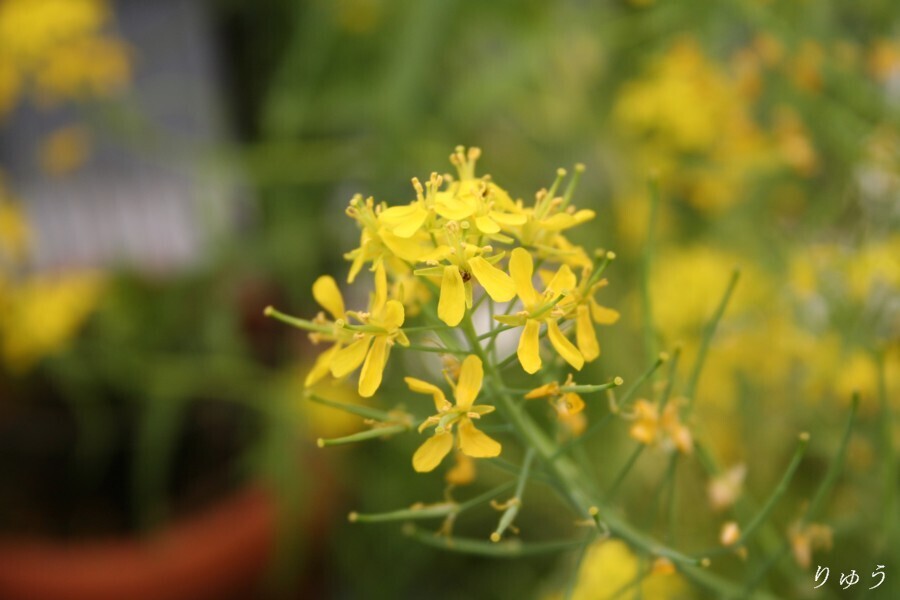 水菜の花♪02