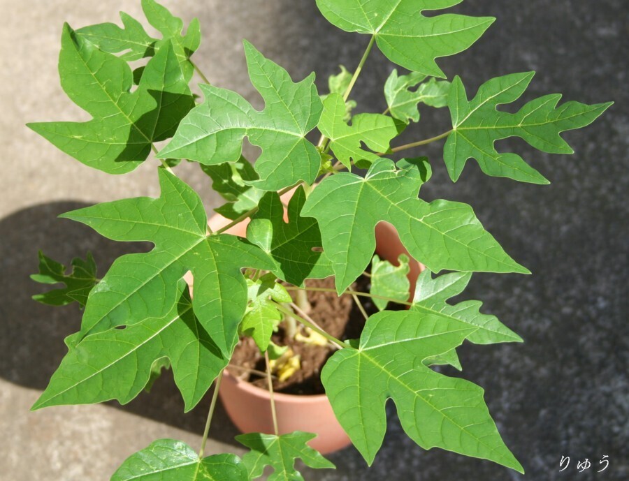 パパイヤの鉢植え