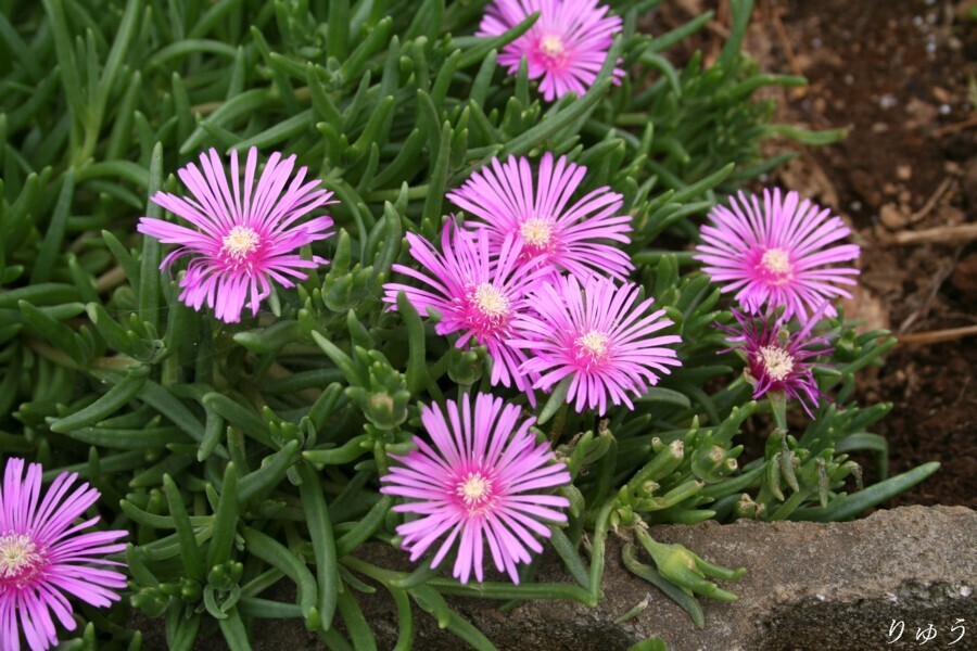 松葉菊♪
