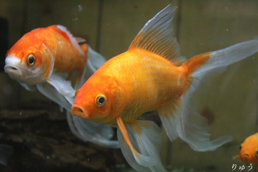 金魚01
